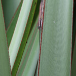 Phelsuma ornata, île aux Aigrettes