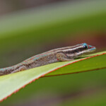 Phelsuma ornata, île aux Aigrettes