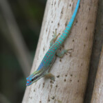 Phelsuma ornata, île aux Aigrettes