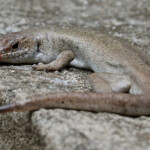 Scinque de Telfair, île aux Aigrettes