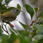 Zostérops de Maurice, île aux Aigrettes