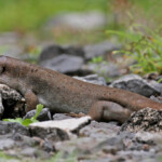 Scinque de Telfair, île aux Aigrettes