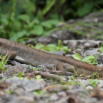 Scinque de Telfair, île aux Aigrettes