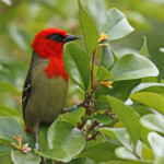 Foudi de Maurice, île aux Aigrettes