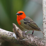 Foudi de Maurice, île aux Aigrettes