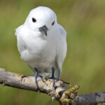 Gygis blanche, Ile aux cocos, Rodrigues