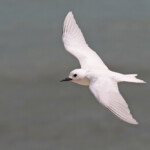 Gygis blanche, Ile aux cocos, Rodrigues