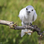 Gygis blanche, Ile aux cocos, Rodrigues