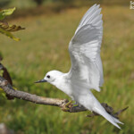 Gygis blanche, Ile aux cocos, Rodrigues