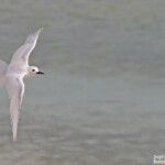 Gygis blanche, Ile aux cocos, Rodrigues