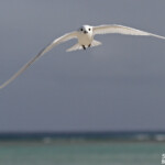 Gygis blanche, Ile aux cocos, Rodrigues