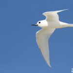 Gygis blanche, Ile aux cocos, Rodrigues