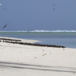 Noddis sur l'île aux cocos