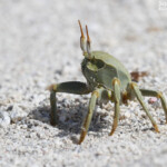 Crabe sur l'Ile aux Cocos, Rodrigues