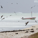 Groupes de noddis sur l'Ile aux cocos, Rodrigues