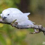 C'est l'heure du dodo ! Gygis blanche, Ile aux cocos, Rodrigues