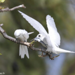 A table ! Gygis blanche, Ile aux cocos, Rodrigues
