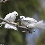 Gygis blanche, Ile aux cocos, Rodrigues