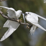 Gygis blanche, Ile aux cocos, Rodrigues