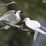 Gygis blanche, Ile aux cocos, Rodrigues
