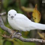 Gygis blanche, Ile aux cocos, Rodrigues