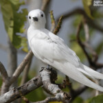 Gygis blanche, Ile aux cocos, Rodrigues