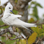 Gygis blanche, Ile aux cocos, Rodrigues