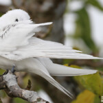Gygis blanche, Ile aux cocos, Rodrigues