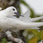 Gygis blanche, Ile aux cocos, Rodrigues