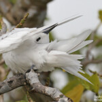 Gygis blanche, Ile aux cocos, Rodrigues
