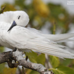 Gygis blanche, Ile aux cocos, Rodrigues