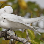 Gygis blanche, Ile aux cocos, Rodrigues