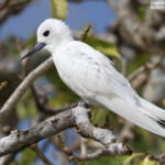 Gygis blanche, Ile aux cocos, Rodrigues