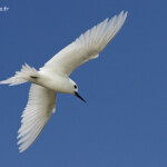 Gygis blanche, Ile aux cocos, Rodrigues