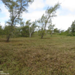 Végétation à l'intérieur de l'Ile aux Cocos