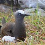 Noddi brun et son poussin, Ile aux Cocos, Rodrigues