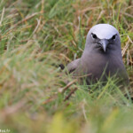 Noddi brun, Ile aux Cocos, Rodrigues