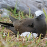 Noddi brun et son poussin, Ile aux Cocos, Rodrigues