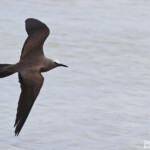 Noddi brun, Ile aux Cocos, Rodrigues