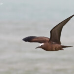 Noddi brun, Ile aux Cocos, Rodrigues