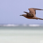 Noddi brun, Ile aux Cocos, Rodrigues