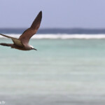 Noddi brun, Ile aux Cocos, Rodrigues