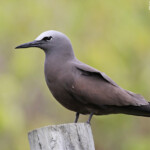 Noddi brun, Ile aux Cocos, Rodrigues