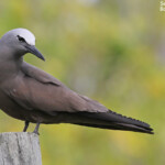 Noddi brun, Ile aux Cocos, Rodrigues