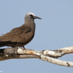 Noddi brun, Ile aux Cocos, Rodrigues
