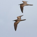 Noddi brun, Ile aux Cocos, Rodrigues
