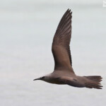 Noddi brun, Ile aux Cocos, Rodrigues