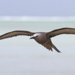 Noddi brun, Ile aux Cocos, Rodrigues