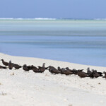 Groupe de noddi brun, Ile aux Cocos, Rodrigues