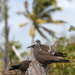 Noddi brun, Ile aux Cocos, Rodrigues